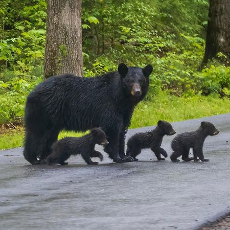 Вілла Smoky Mountain Gem Гатлінбург Екстер'єр фото