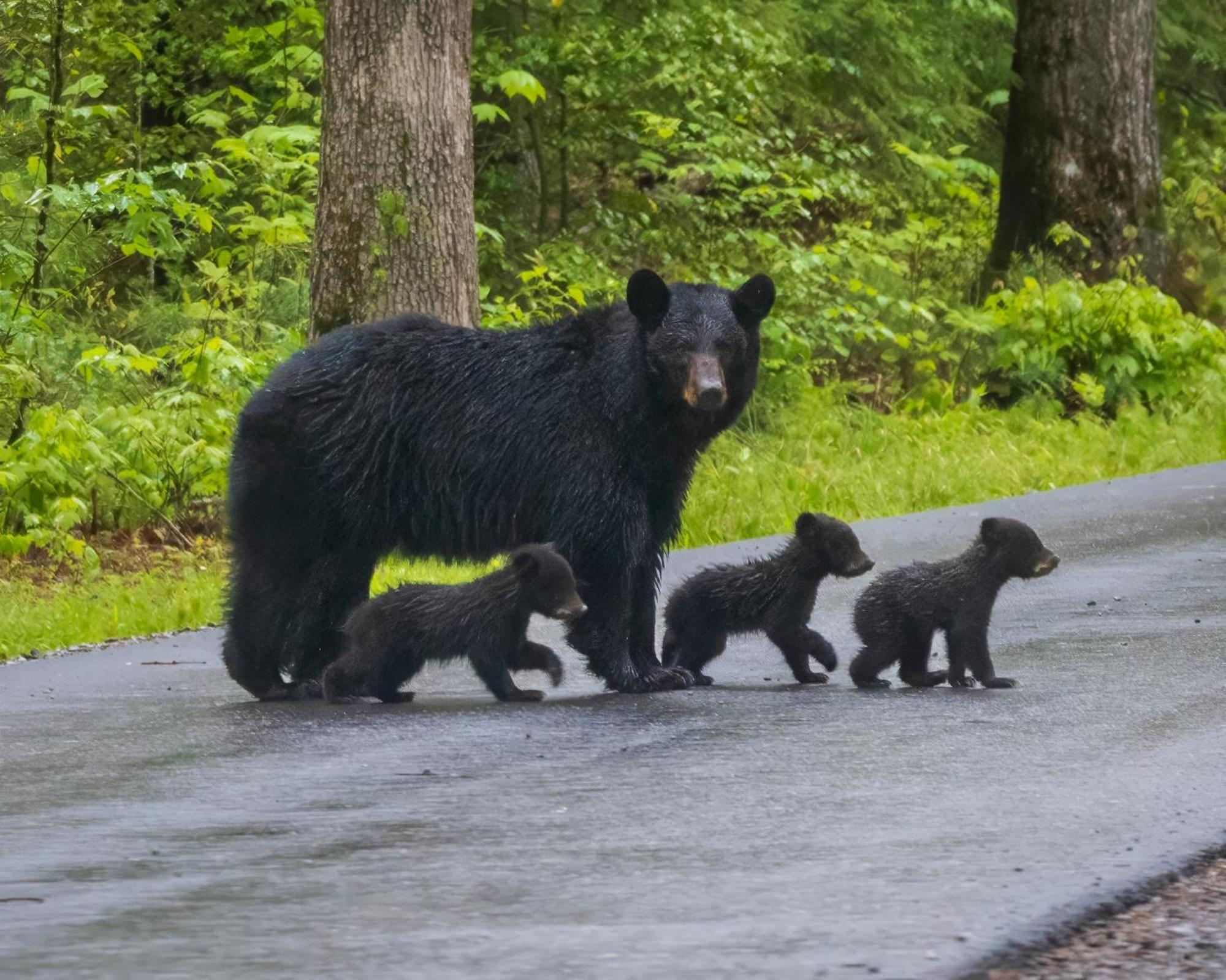 Вілла Smoky Mountain Gem Гатлінбург Екстер'єр фото
